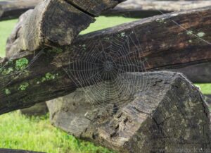 Spider Web