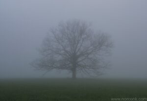 Cades Cove Fog