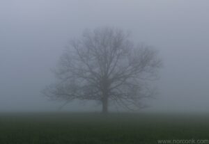 Tree in Fog