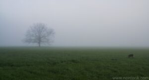 Cades Cove Fog
