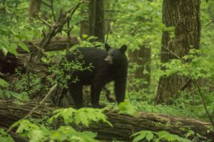 Black Bear-1