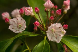 Mountain Laurel