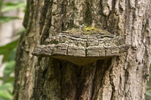 Shelf Fungus