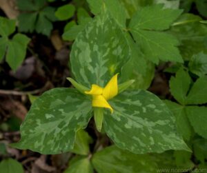 Trillium