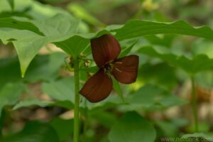 Red Trillium