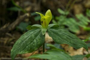 Yellow Trillium