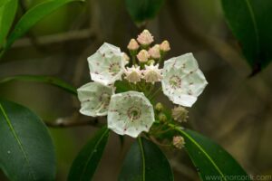 Mountain Laurel