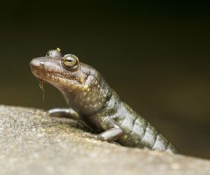 Salamander