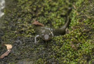 Salamander