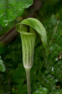 Pitcher Plant
