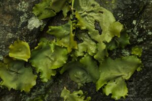 Lichens