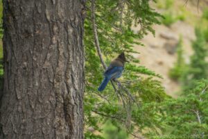 Steller's Jay