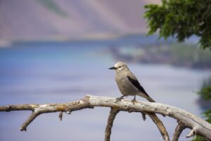 Clark's Nutcracker