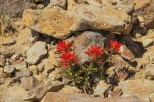 Indian Paintbrush