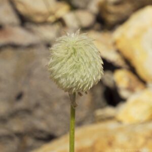 Green Puffball Flower