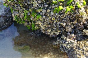 Anemones &amp; Mussels