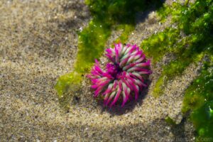 Anemone