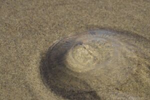 Moon Jelly