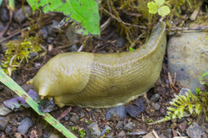 Banana Slug