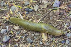 Banana Slug