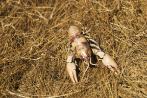 Crayfish