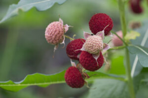 Thimbleberry