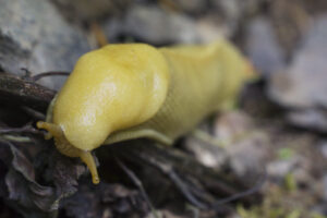 Banana Slug