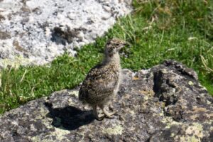 Ptarmigan Chick