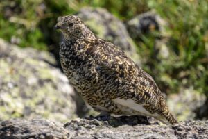 Ptarmigan