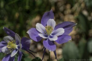 Columbine
