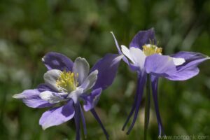 Columbine