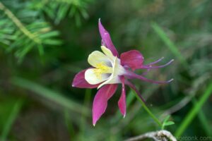 Red Columbine