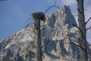 Eagle Nest