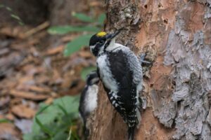 American Three-toed Woodpecker