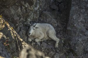 Mountain Goat