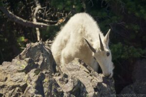 Mountain Goat