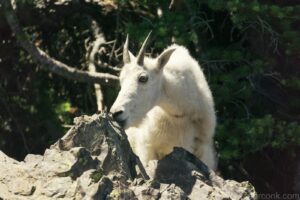 Mountain Goat