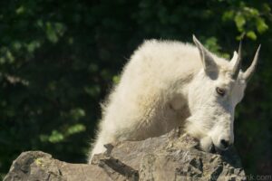 Rock Licking Mountain Goat