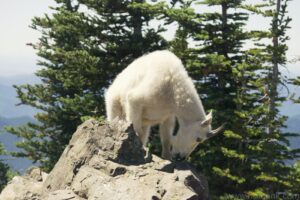 Mountain Goat