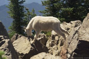 Mountain Goat