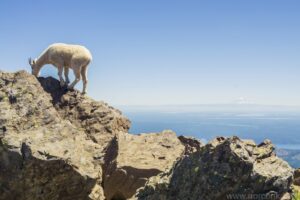 Mountain Goat