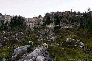 Mountain Goat