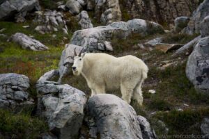 Mountain Goat