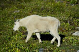Mountain Goat