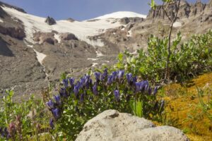 Wildflowers &amp; Rainier