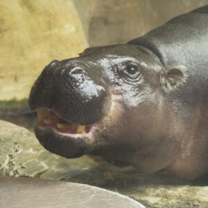 Pygmy Hippopotamus