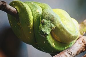 Green Tree Python