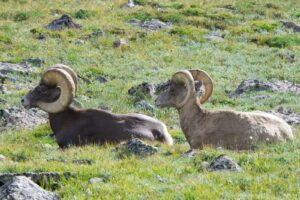 Bighorn Sheep