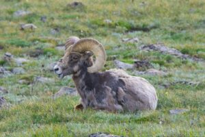 Bighorn Sheep