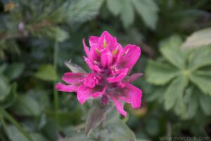 Pink Paintbrush